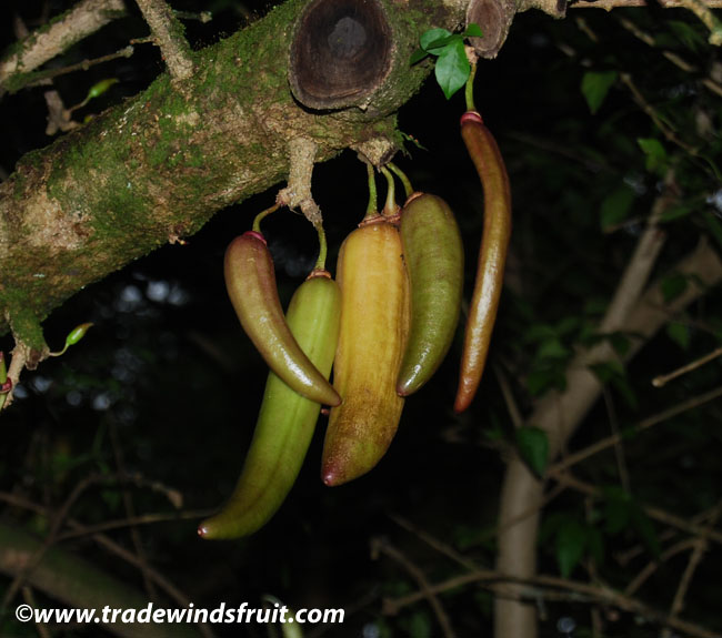 پارمنتیرا ادولیز